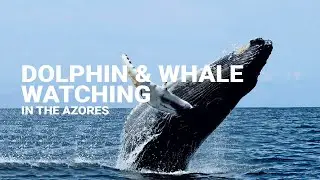 Dolphin and whale watching tour in the Azores (S&atilde;o Miguel or Terceira)