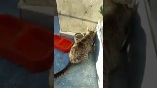 Bueno es facil pero solo somos 6 sup asi que p0r fa sucribanse si