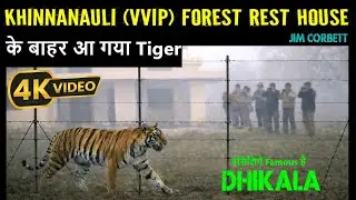 Tiger Surprised us at Khinnanauli (VVIP) Forest Rest House. खिननाउली वन विश्राम गृह
