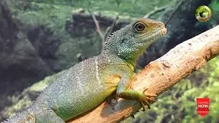Nature relaxation sounds and video #natureearth hd video