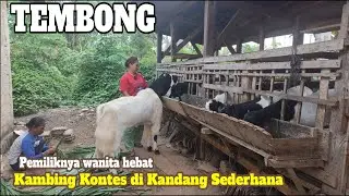 TEMBONG ketemu, kambing kontes, 1 Tahun di sumputin Mbak Ning di desa ini