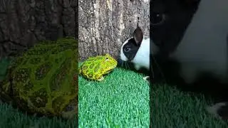 Katak dan kelinci sangat lucu #viral #viralvideo #funny #video #hewan #shorts #short