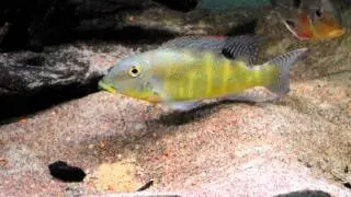 Retroculus xinguensis - guarding eggs -