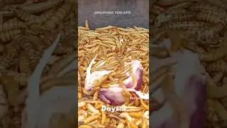 Mealworms Vs Red Onion  #mealworms #insects #food #wormlapse #timelapse @MealwormTimelapse