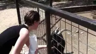 Feeding the animals at Austin Zoo & Animal Sanctuary