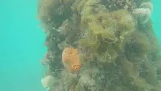 GoPro 7 Underwater Marine Life - Ammo Jetty - Woodman Point, Western Australia