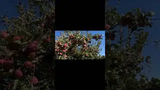 Apple Picking, Fishkill Farms, New York #ApplePicking, #NewYork, #NY, #USA