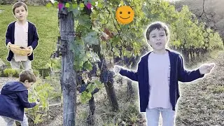 LEO'S TRIP TO THE VINEYARD AND ORGANIC VEGETABLE GARDEN AT TUSCANY'S LIVERNANO