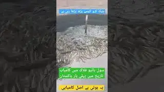 sole fish farming in biofloc tank #biofloc #shorts #ytviral