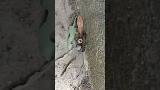 Anisota Oakworm Moth Caterpillar Atlanta Georgia