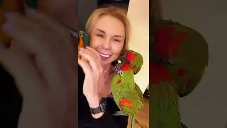 #macaw #macaws #parrots #parrot #bird #birds #birb #love #petlover #animal #kiss
