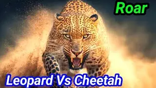 leopard | leopard sound | leopard vs cheetah