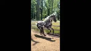 Pizzazz with all his Jazz Loud Colors Baby Horse