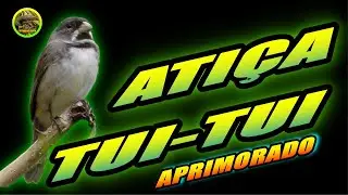 PAPA CAPIM TUI TUI 🔥ENCARTE APRIMORADO ATIÇA PARA AFOGUEAR🔥 #papacapim #tuitui #coleirinho #coleiro