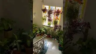Best indoor plants for home 🏡 || Beginner Friendly Plants #trendingshorts