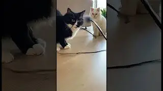 Cat Toy WEAPON! 🎣💥 Instant Karma for watching!
