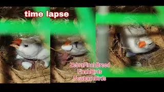 Zebra Finch Parents Helping Chick Hatch | Egg to Chick Timelapse Inside the Nest 🐣
