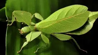 My Leaf Insect