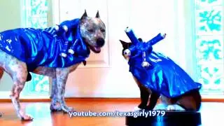 Halloween Roomba Cat and Dog pit bull Sharky! (Full)