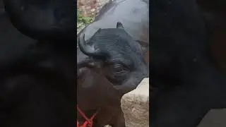 Murrah buffalo calf for sale 6305060483