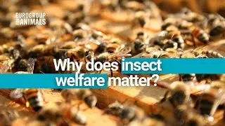 Insect Sentience and Welfare - an interview with Jeff Sabo