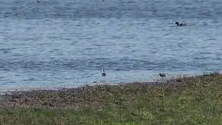 Black-winged stilt (Styltl&ouml;pare) in Klingav&auml;ls&aring;n in southern Sweden 1/2  [2025-04-27]