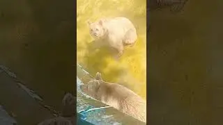 #safari #animals #water #colors #fyp