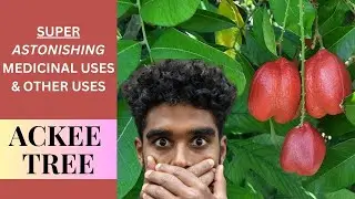 Jamaican ACKEE TREE&rsquo;S astonishing MEDICINAL USES & other uses / BLIGHIA SAPIDA