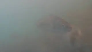live croaker