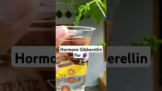 Gibberellin hormones for grapes 🍇