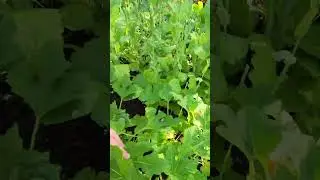 6/23/25 Grey Zucchini from seed First Squash fruits spotted #garden #gardening #zucchini #squash
