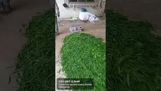 Green Chilli Export #export #import #chilliexport #fruitsexport #vegetableexport #fruits #vegetables