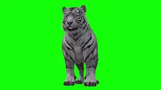 Green Screen Chromakey - White Tiger standing Tiger stand pose Tiger resting front pose