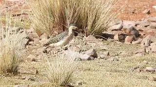 Carpintero Andino ( Colaptes rupicola )