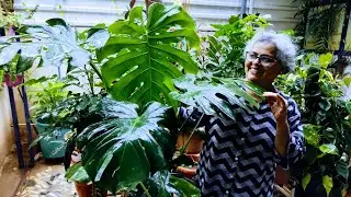 Monstera deliciosa or Swiss cheese plant..... how to grow and care