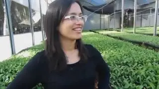 Yerba Mate - Vivero VyO - Oberá Misiones Argentina.