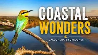Coastal Birds of Caloundra | Sunshine Coast | Bird & Wildlife Photography Adventures