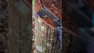 rubber tree worker😎 #rubberfarming #woodworking #rubberwood #satisfying #rubber #wood #woodburning