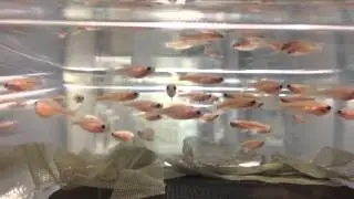 Transparent Zebrafish: Absolute and Casper