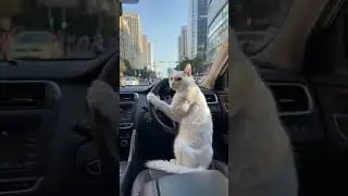 AI-Generated Cat Driving a Car | Kling AI Creations #cat #catlover #klingai