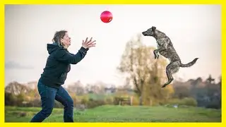 How To Play Volleyball With Your Dog!