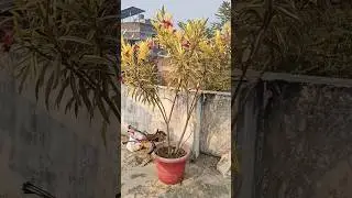 My Small Terrace Garden Tour 🌿 | Home Gardening Shorts #garden #viral