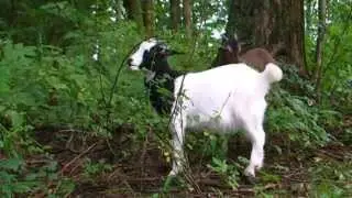 Organic Weed Control 100% natural, Convert Weeds to Fertilizer with goats