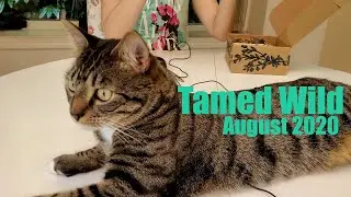 Tamed Wild August 2020