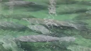 Blue Spring Manatee 2026