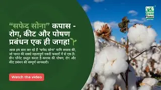 Cotton Crop Farming Explained | Tips for Better Yield