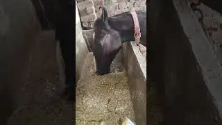 Horse best diet Surya Dev