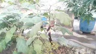 MVtv3