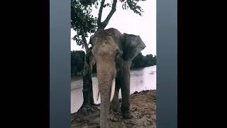elephant lover Assam Kaziranga Kaziranga