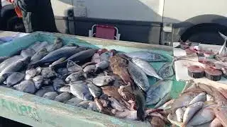 Марсель Франция,стихийный рыбный рынок,свежевыловленная рыба,тут же и чистят кому надо.